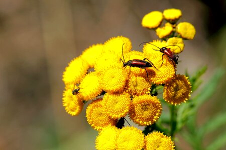 Insect blossom bloom