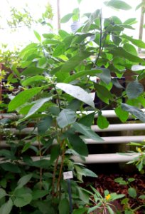 Psychotria punctata - Botanischer Garten, Dresden, Germany - DSC08547