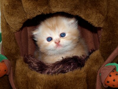 Cute puppy kitten
