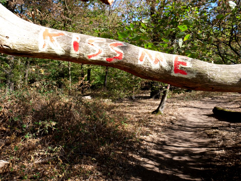 Protest writing in the Hambach forest 01