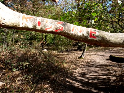 Protest writing in the Hambach forest 01
