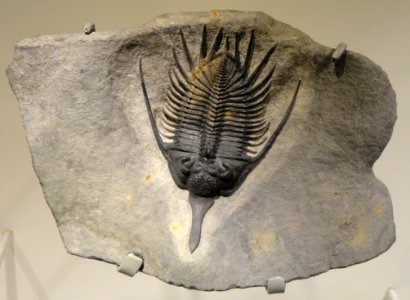 Psychopyge elegans, Early Devonian, TazoulaOt Formation, Morocco - Houston Museum of Natural Science - DSC01461 photo