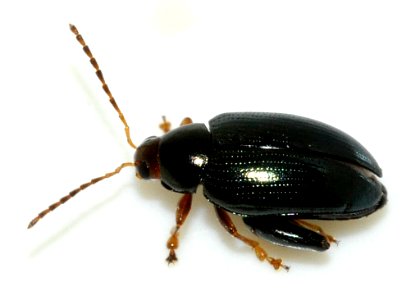 Psylliodes-chrysocephala-06-fws