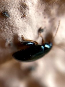 Psylliodes chrysocephalus (03)