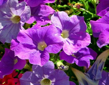 Violet purple botany photo