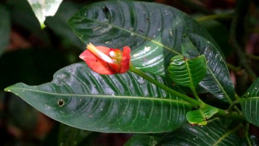Psychotria elata 58508600