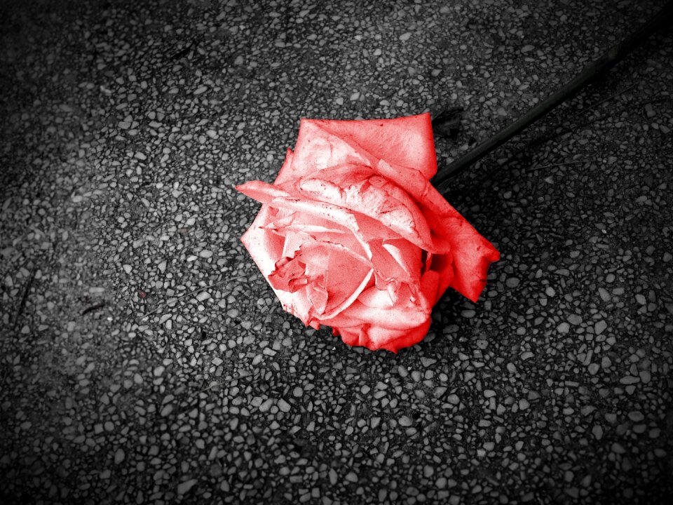 Passion red rose nature