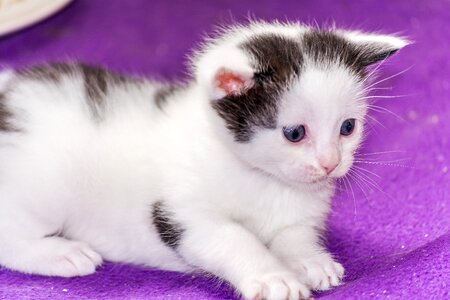 Young cat cat snuggle photo