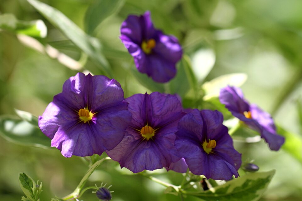 Plant nature close up