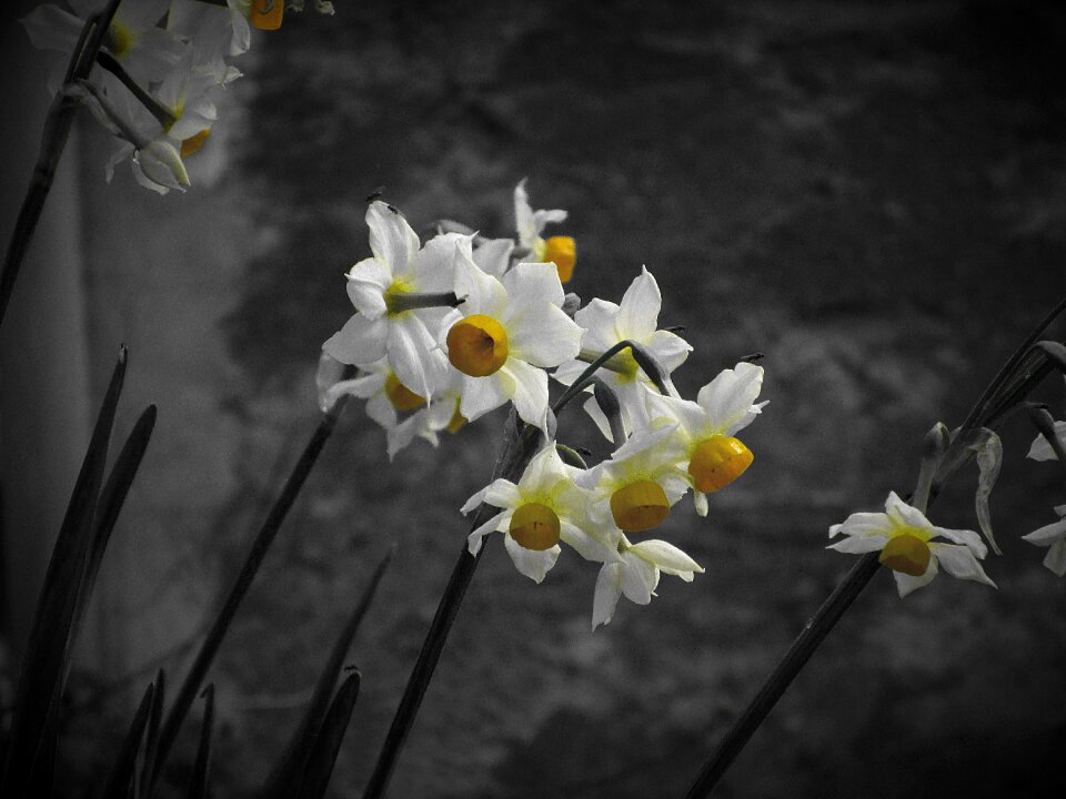 Petal plant nature