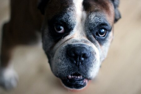 Old face boxer dog photo