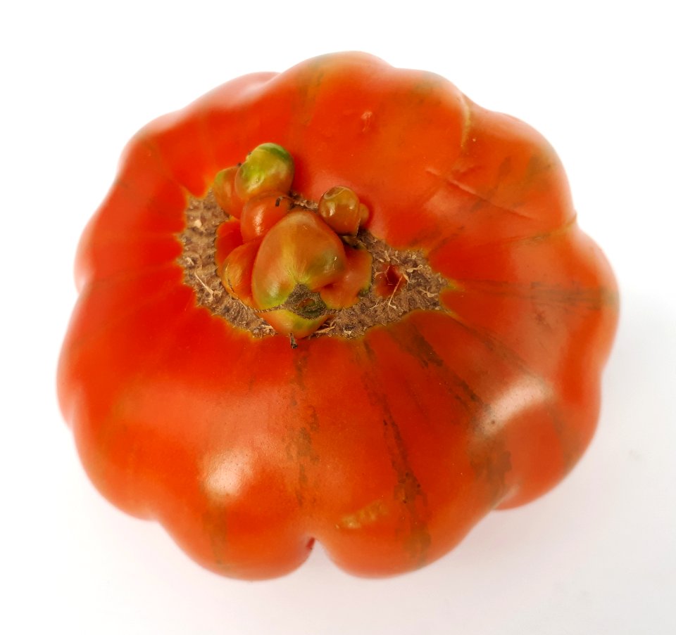 Raf tomato 2017 E2