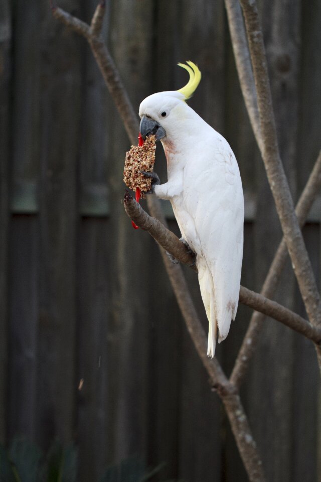 Background beak bird