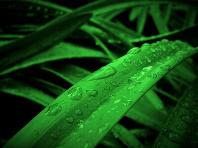 Leaves drops drops of water