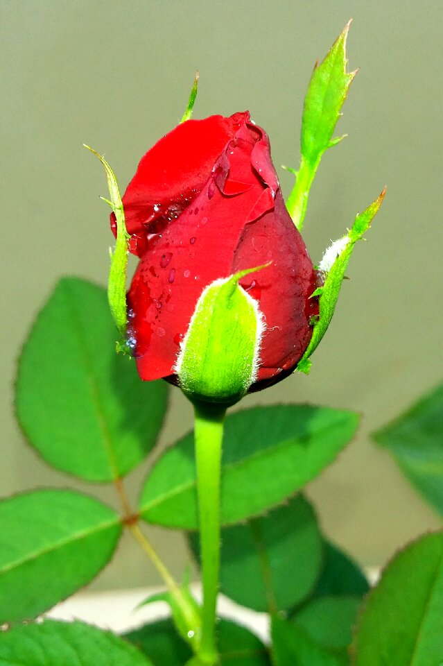 Rose jm red kerala
