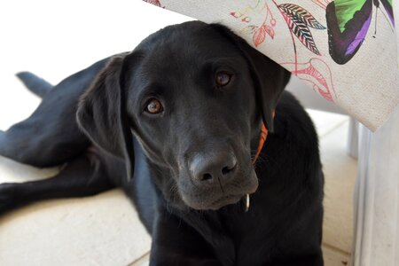 Cute canine canidae