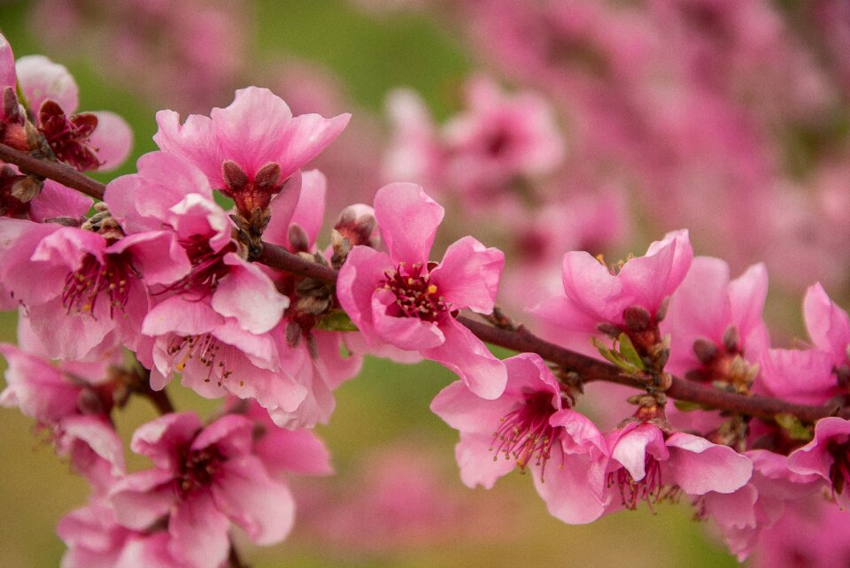 Fruit tree flowering pink flowers