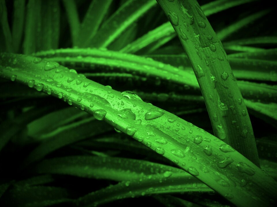 Leaves drops drops of water