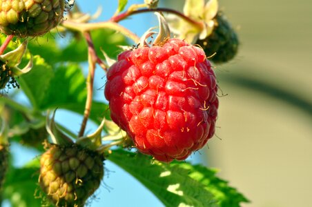 Raspberries fruit berry