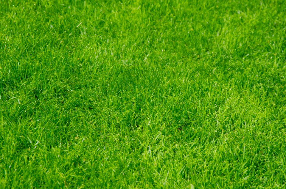 Green nature lawn