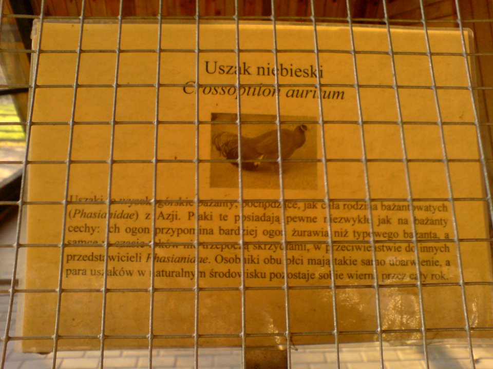 Racibórz mini-zoo tabliczka uszak niebieski