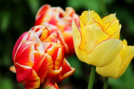 Spring orange blossomed photo