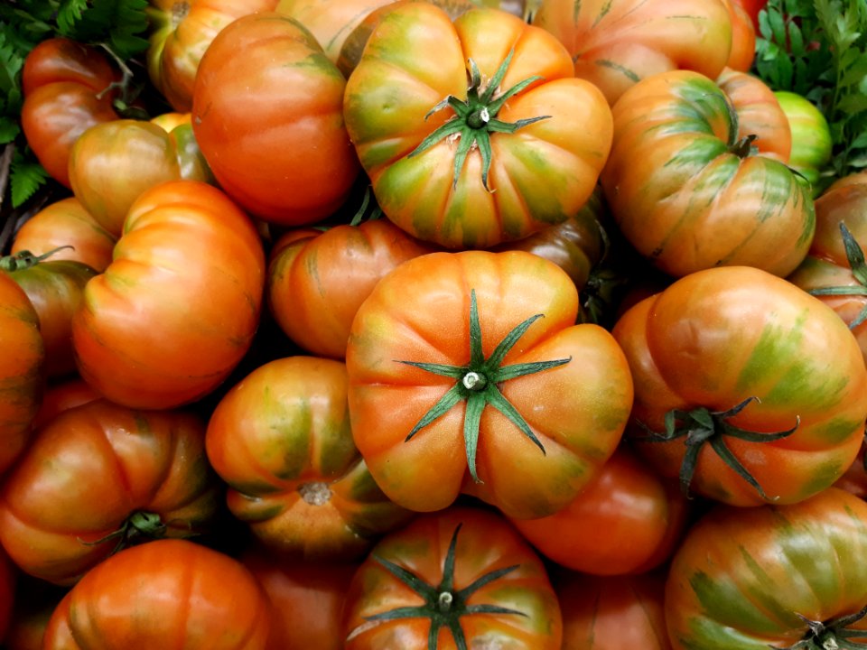 Raf tomatoes 2017 C2