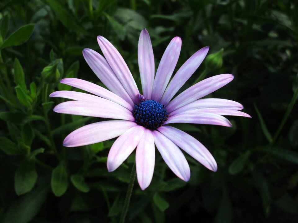 Daisy petal nature