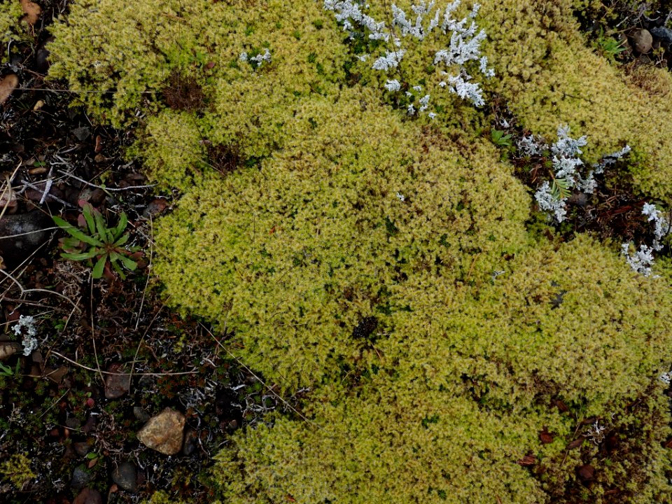 Racomitrium canescens 34624660