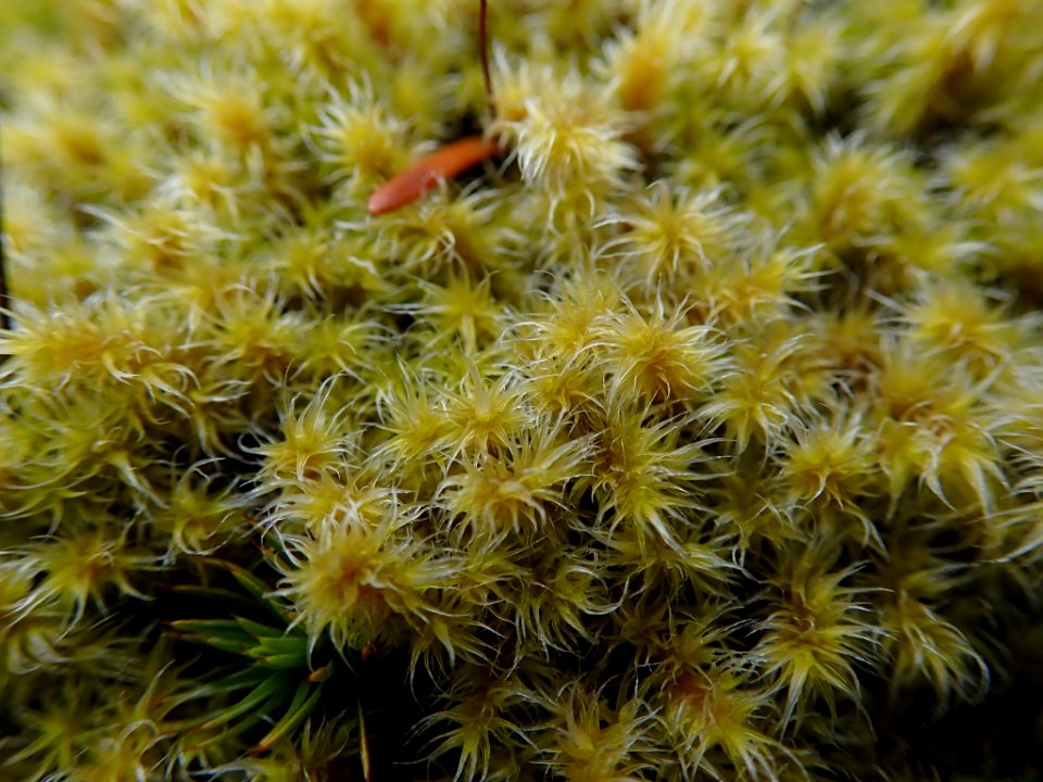 Racomitrium canescens 34624665