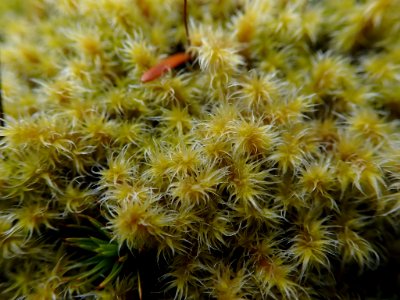 Racomitrium canescens 34624665