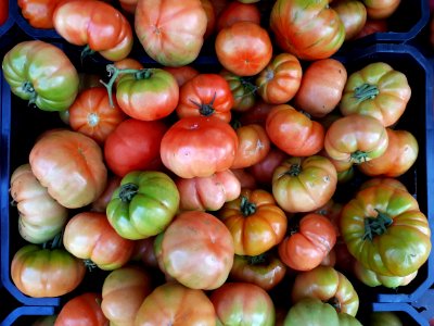 Raf tomatoes 2017 A