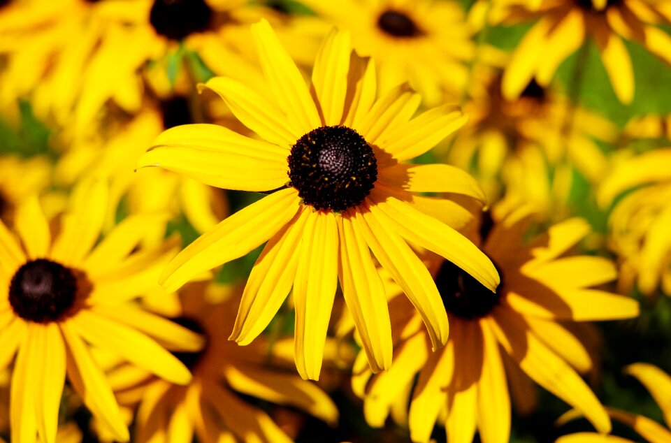 Bloom yellow garden