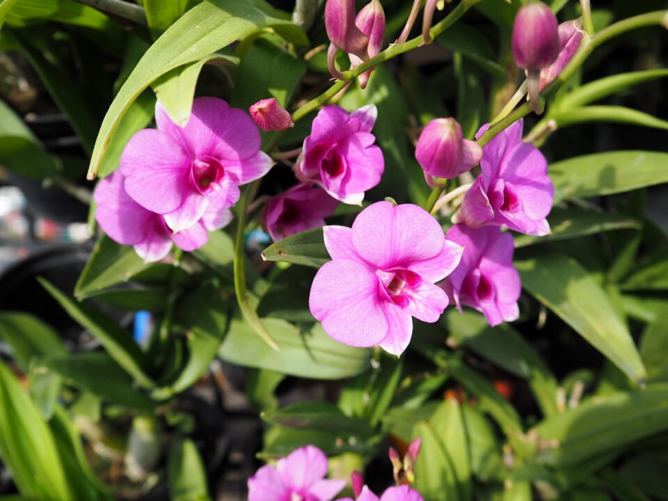 Pink nature garden