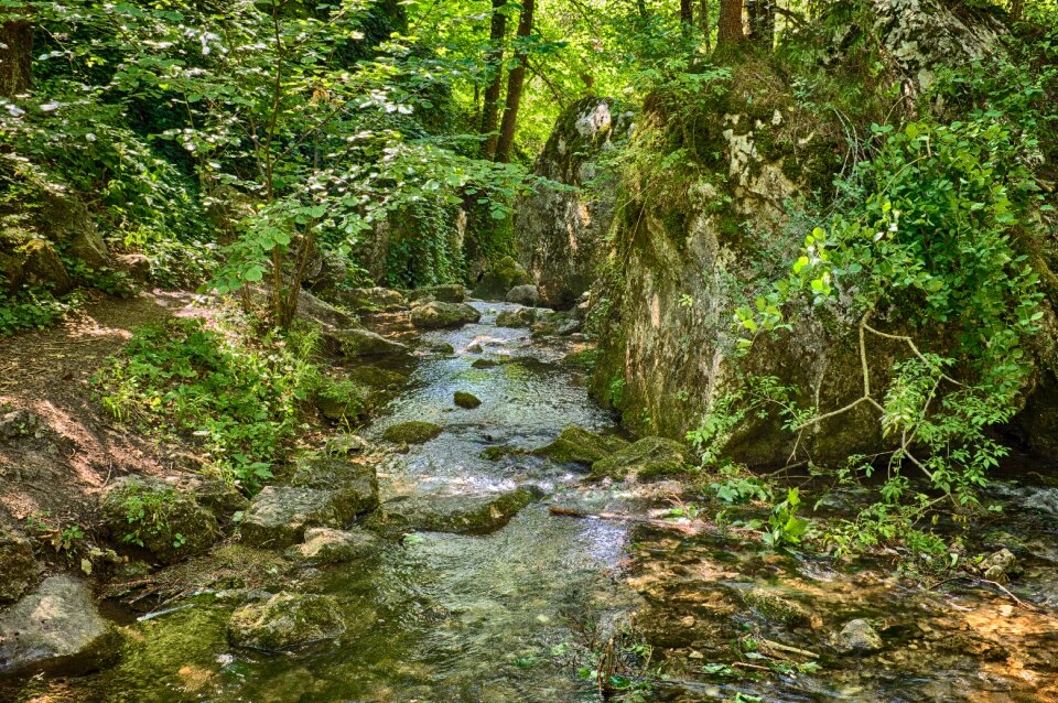 Splash leaves forest