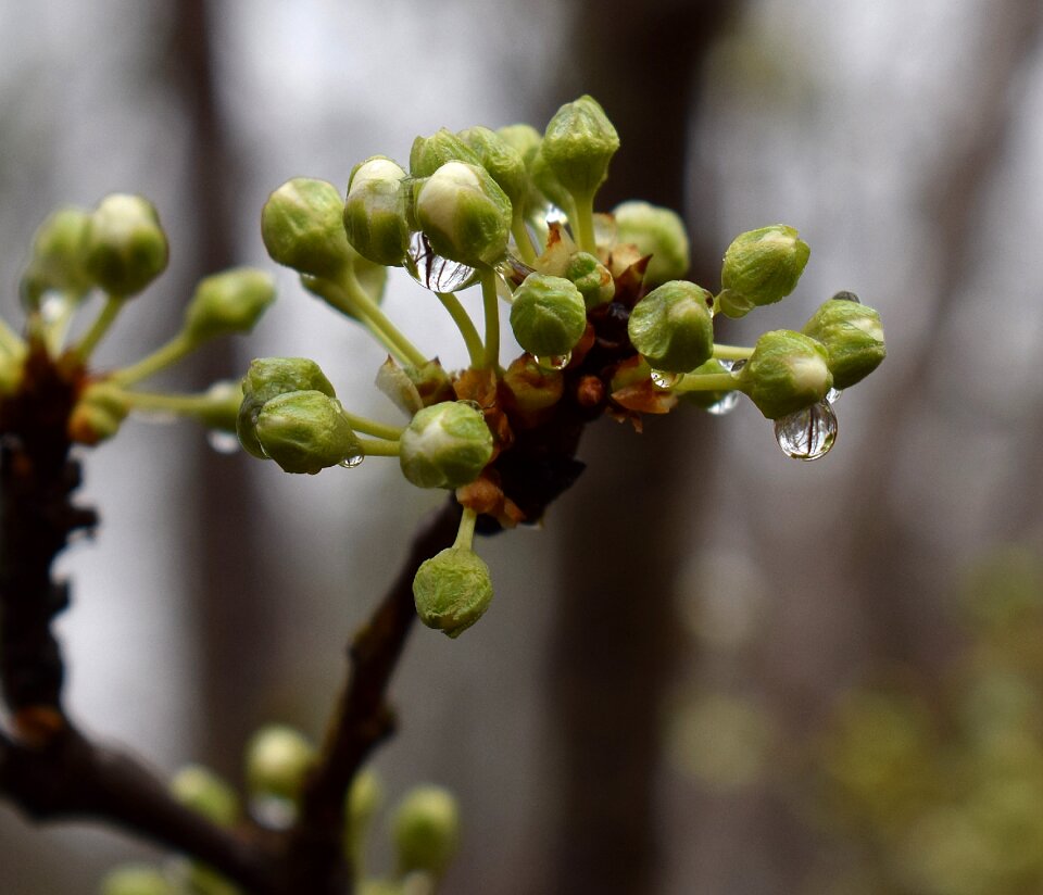 Rain-wet raindrop bud