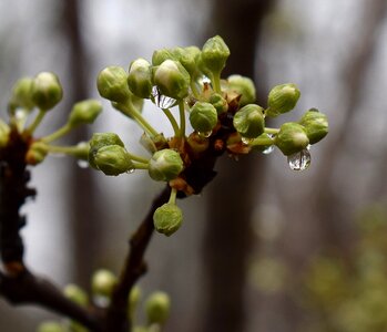 Rain-wet raindrop bud