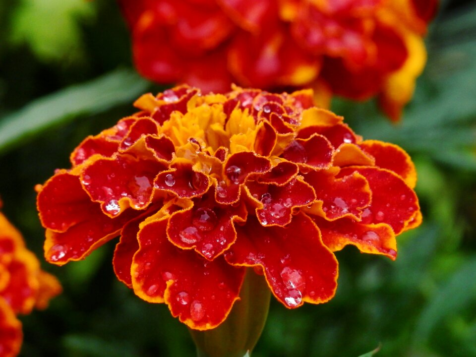 Plants summer marigold