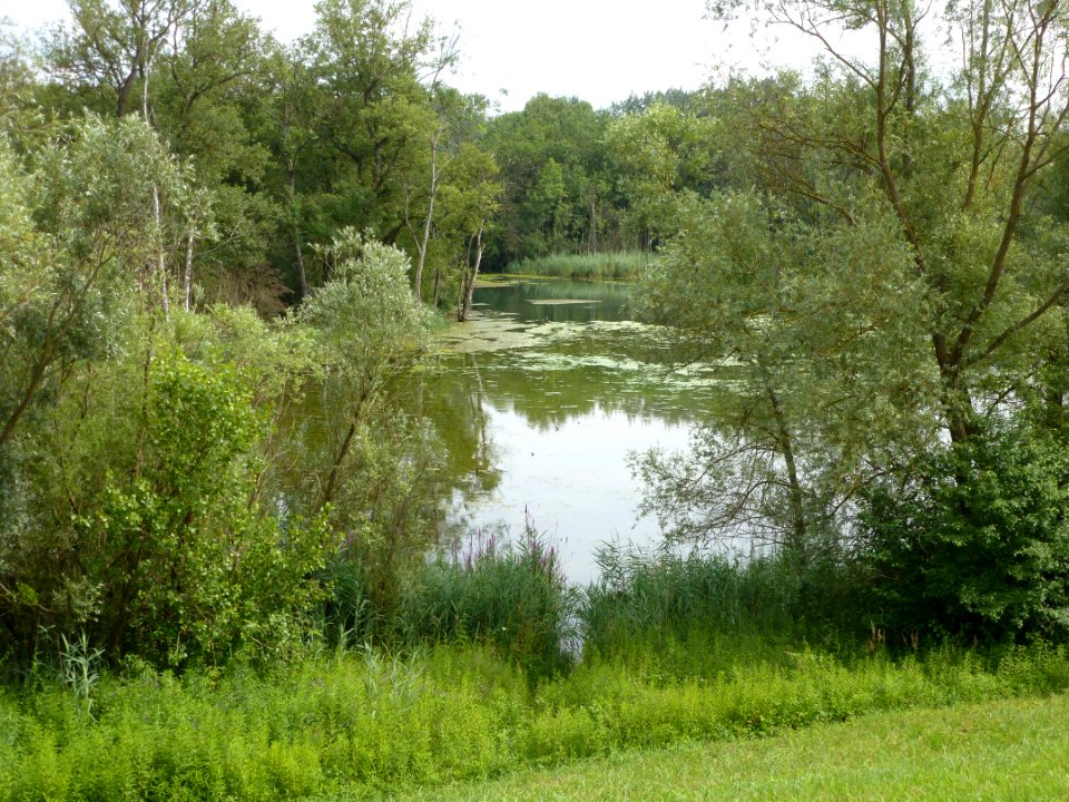 Réserve naturelle du Rohrschollen (Strasbourg) 14