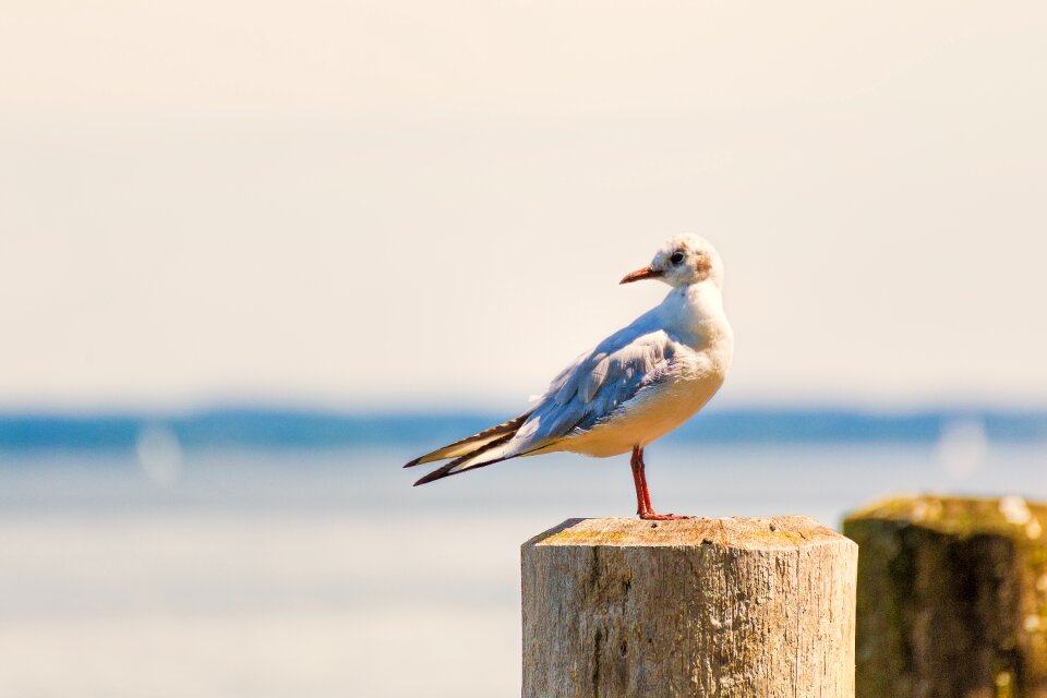 Animal water bird beach photo