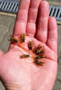 Animal world animals peaceful wasps