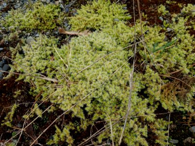 Racomitrium canescens 34397574