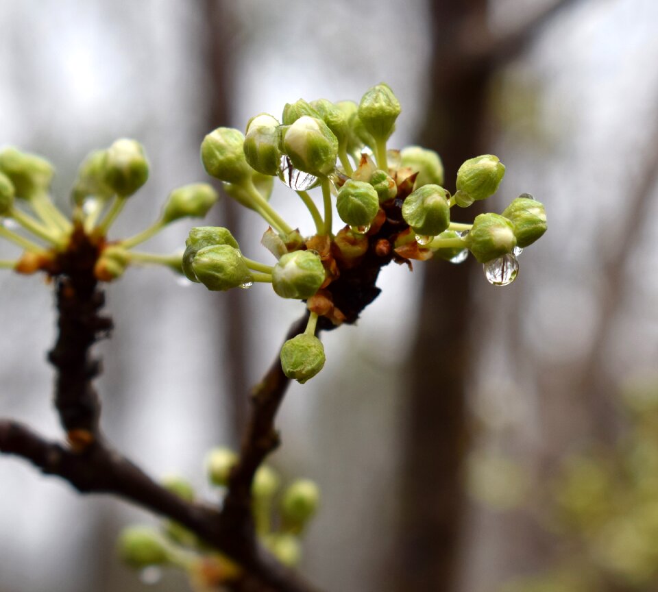 Rain-wet raindrop bud