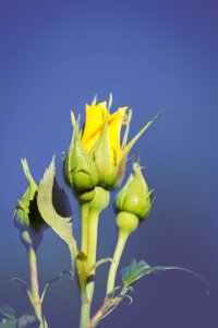 Yellow rose yellow flower blossom