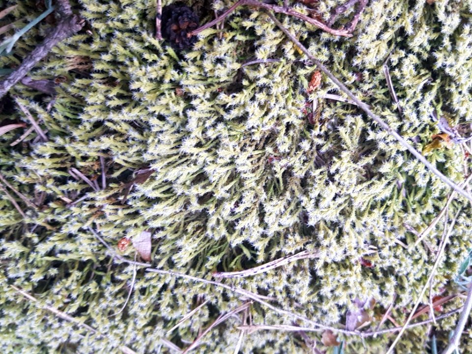 Racomitrium canescens 107749302
