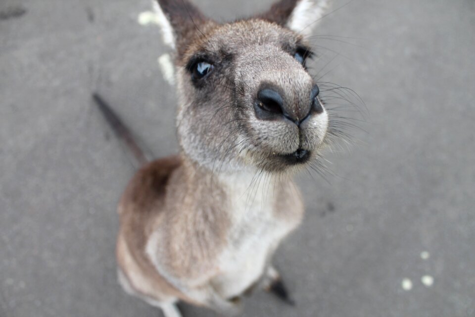 Cute mammal wallaby