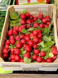Radishes in Freiburg - DSC06489