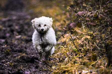 Animal cute white