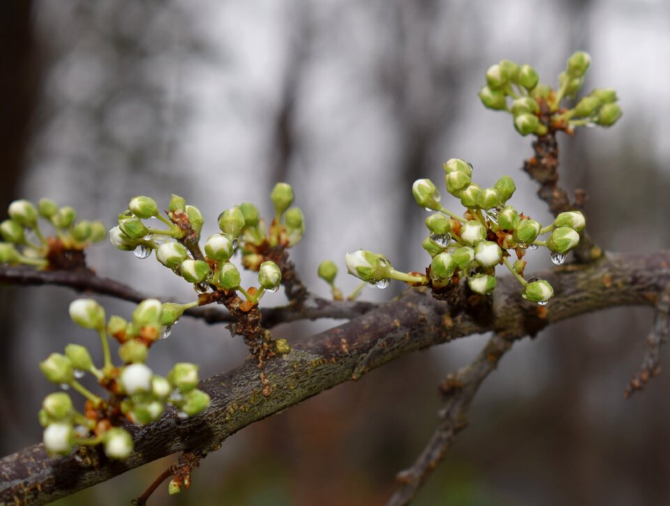 Rain-wet raindrop bud