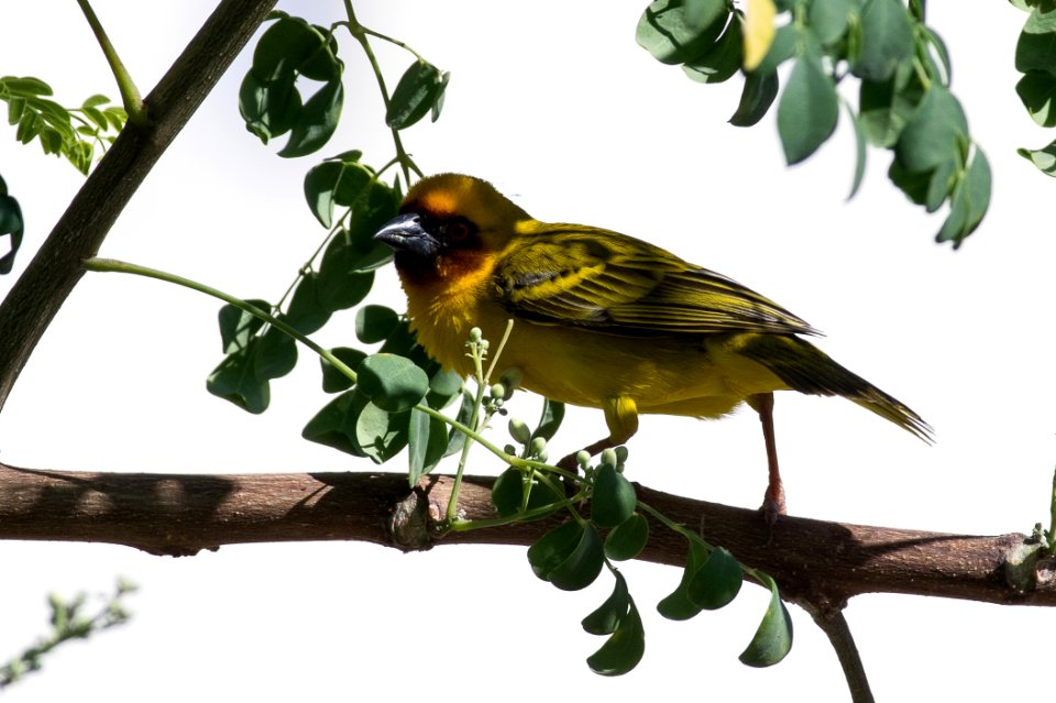 Rüppell's weaver (Ploceus galbula), Oman